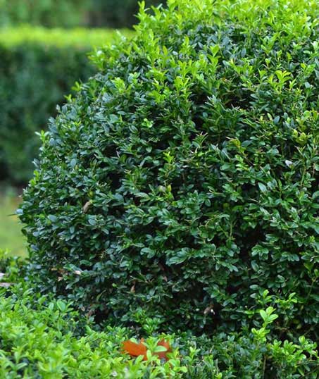 Top Choice Lawn Maintenance And Debris Removal   Shrubs & Hedges