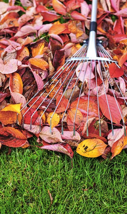 Top Choice Lawn Maintenance And Debris Removal   Fall Clean Up